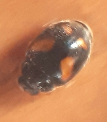 Nephus quadrimaculatus