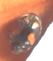 Nephus quadrimaculatus