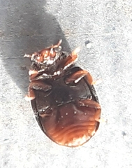 Nephus quadrimaculatus