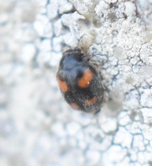 Nephus quadrimaculatus