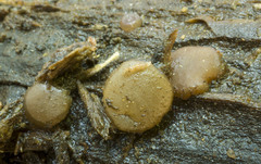 Adelphella babingtonii
