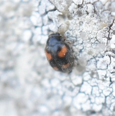 Nephus quadrimaculatus
