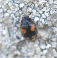 Nephus quadrimaculatus