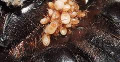Parasitinae