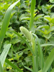 Phalaris canariensis