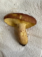 Russula aurea