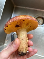 Russula aurea