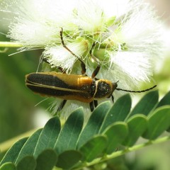 Chauliognathus opacus
