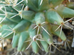 Mammillaria peninsularis