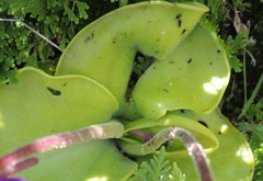 Pinguicula macrophylla