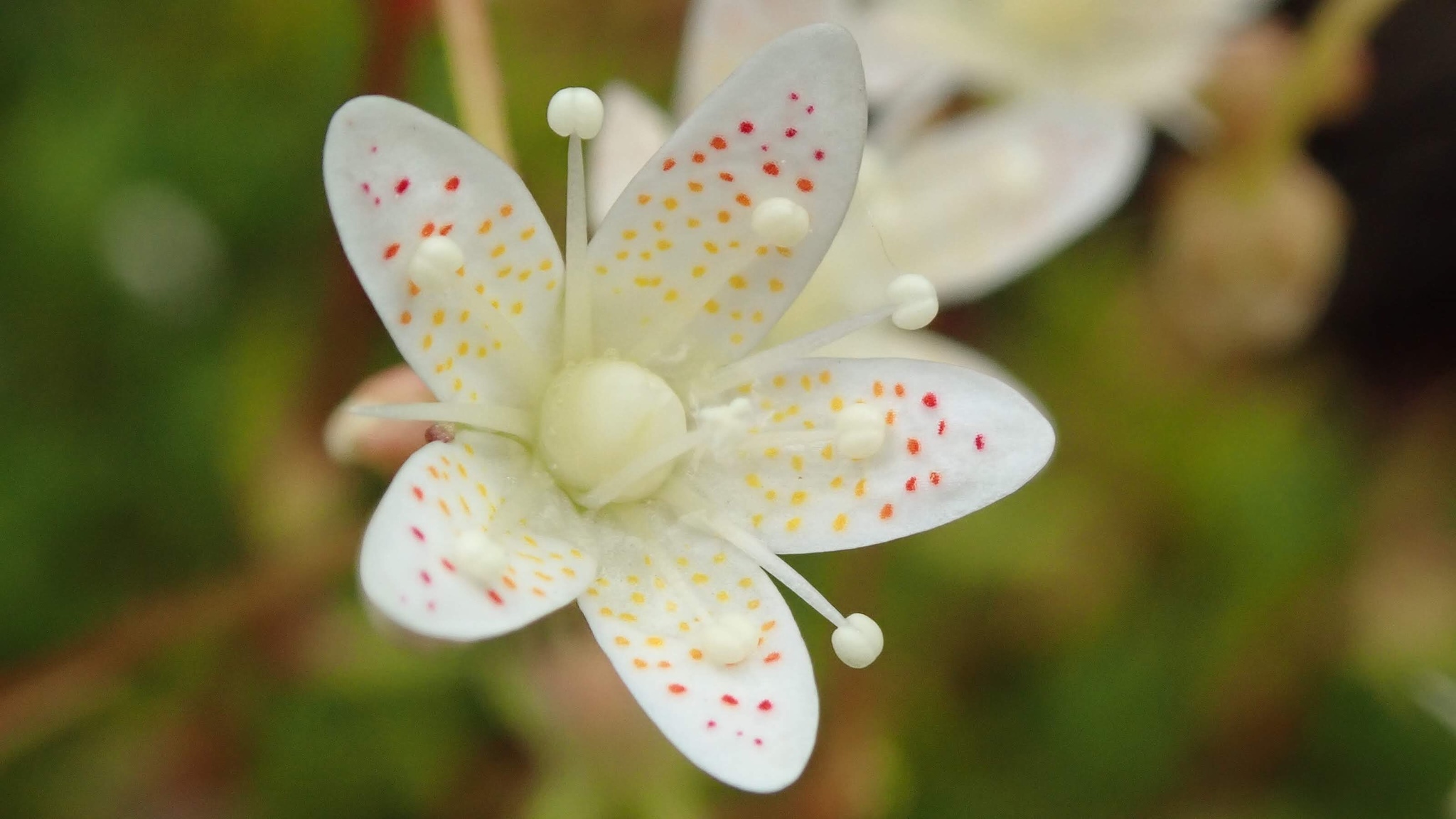 Saxifraga bronchialis ssp. austromontana