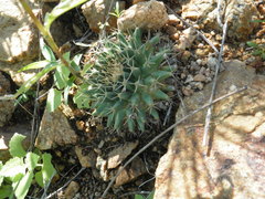 Mammillaria peninsularis