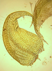 Palustriella falcata