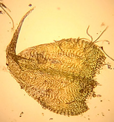 Palustriella falcata