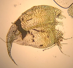 Palustriella falcata
