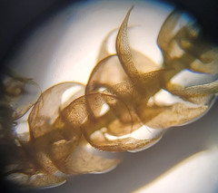 Palustriella falcata