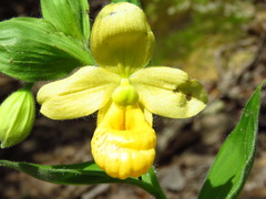 Cypripedium molle