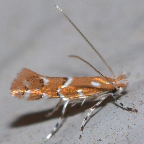 Cremastobombycia ignota