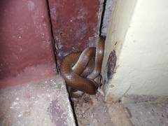 Lycodon anamallensis