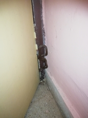 Lycodon anamallensis