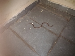 Lycodon anamallensis