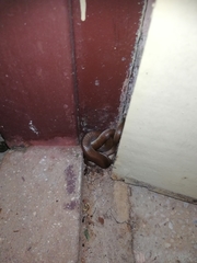 Lycodon anamallensis