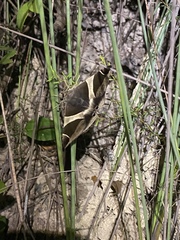Bastilla crameri