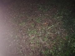 Lycodon anamallensis