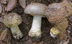 Amanita franchetii