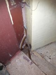 Lycodon anamallensis