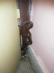 Lycodon anamallensis