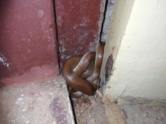 Lycodon anamallensis