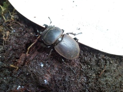 Apterodorcus bacchus