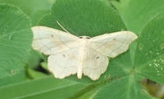 Idaea emarginata