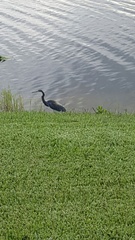 Egretta tricolor image