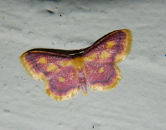 Idaea muricata