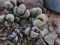 Rhinephyllum