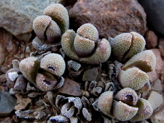 Rhinephyllum