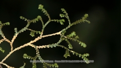 Selaginella sanguinolenta