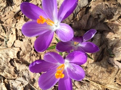 Crocus vernus