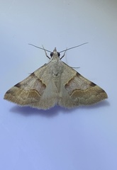 Hemeroplanis incusalis