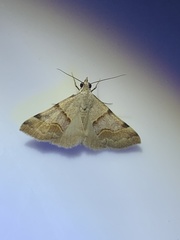 Hemeroplanis incusalis