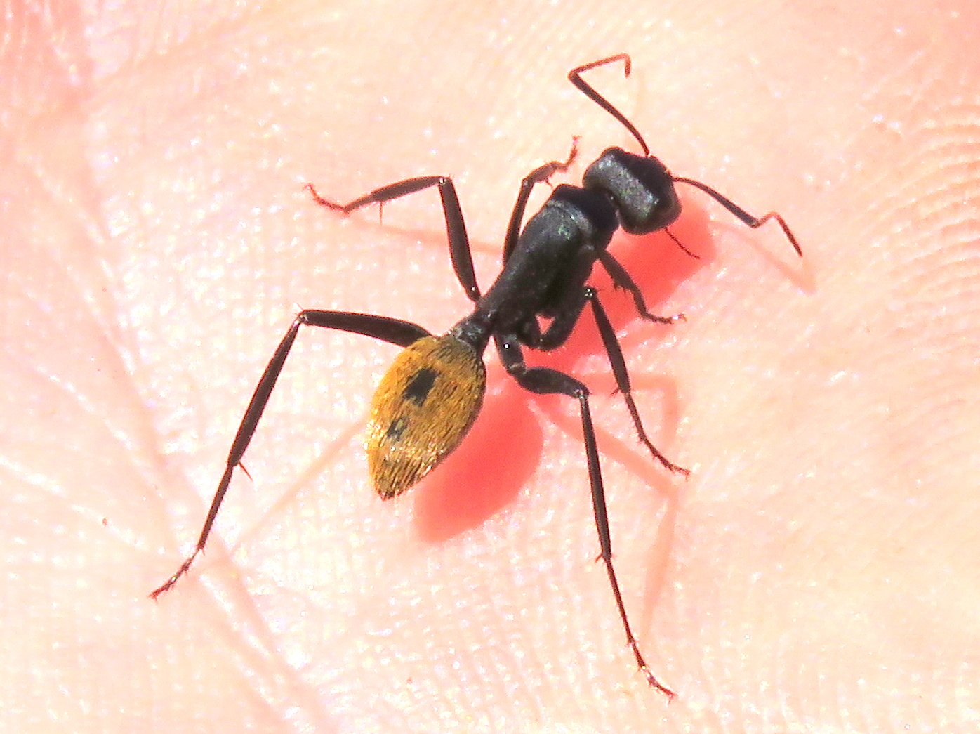 Camponotus fulvopilosus