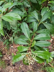 Ardisia escallonioides image