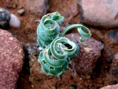 Dipcadi ciliare