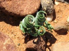 Dipcadi ciliare