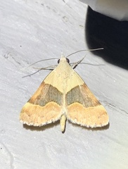 Hemeroplanis incusalis