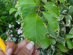 Polyscias guilfoylei