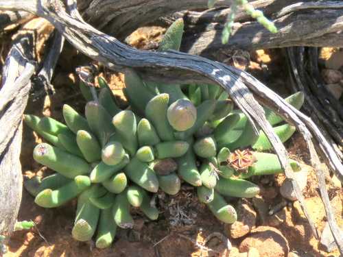 Hereroa herrei Schwantes 3