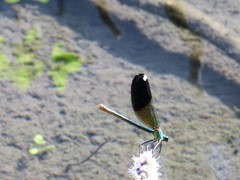 Calopteryx splendens amasina